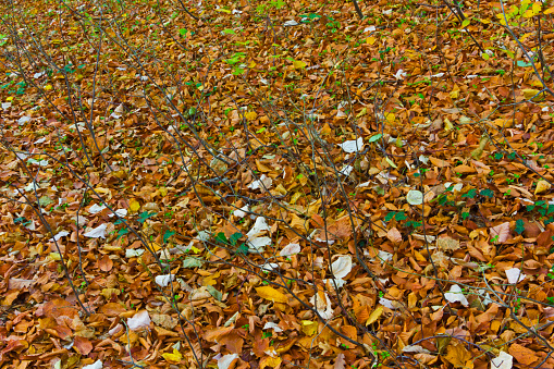 Dry autumn leaves background