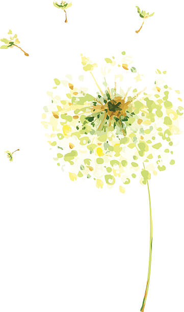 painting, drawing -- air dandelions - üflemek illüstrasyonlar stock illustrations