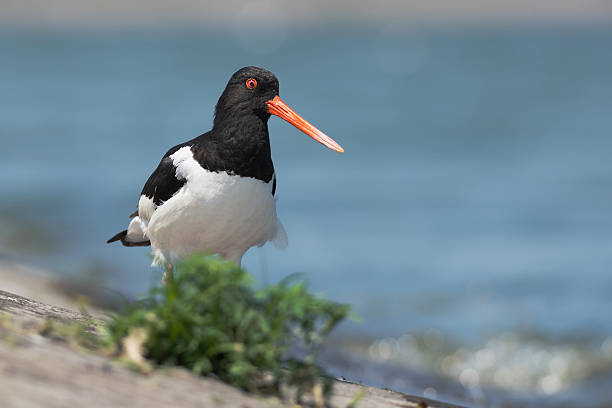 istock Eurasian oystercatcher 506785678