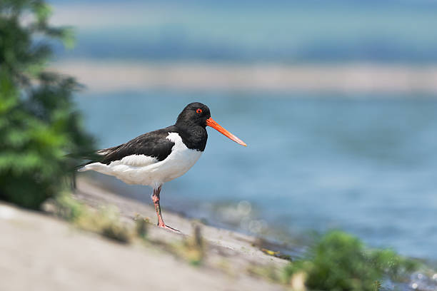 istock Eurasian oystercatcher 506785732