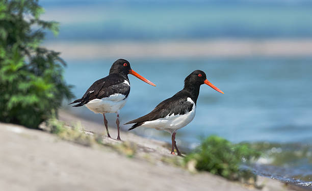 istock Two Eurasian Oystercatchers 506786174