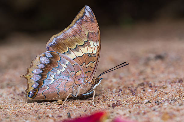 istock Tawny Rajah butterfly 506786418