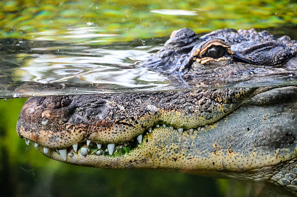 istock Amphibian Prehistoric Crocodile 506787126