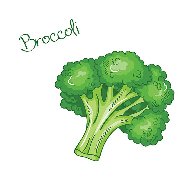 Vector Isolated Cartoon Fresh Hand Drawn Broccoli Stock Illustration -  Download Image Now - Broccoli, Cartoon, Agriculture - iStock