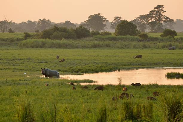 Kaziranga National Park A Great Indian Rhino stands in a marsh in Kaziranga. North Eastern India. assam india stock pictures, royalty-free photos & images