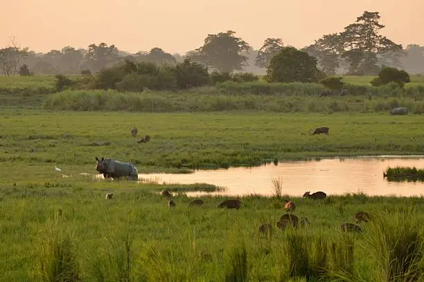 A Great Indian Rhino stands in a marsh in Kaziranga. North Eastern India.