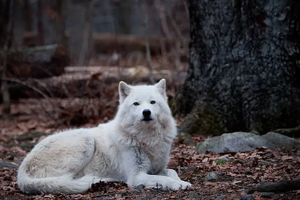 A white active wolf in the forest.