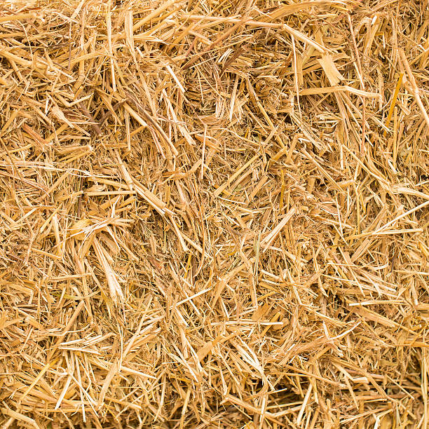 istock pile of straw 506792344