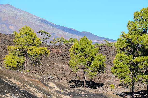 istock Forest In Teide National Park Tenerife 506793138