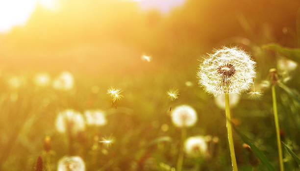 istock dandelion flower at sunset 506793552