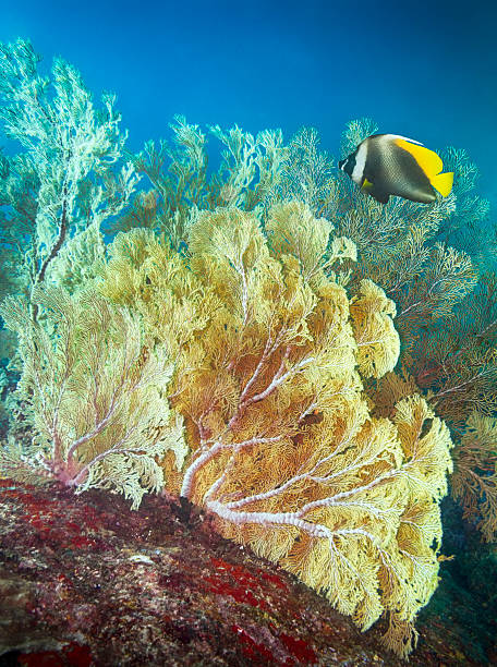 珊瑚の木と angelfish - beauty in nature coral angelfish fish ストックフォトと画像