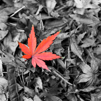 Red maple leaf in autumn.