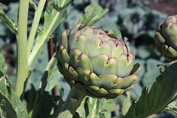 Photo showing some globe artichoke plants growing in a walled kitchen garden.  These artichokes are actually a cultivated thistle / cardoon species (Latin name: Cynara cardunculus var. scolymus) and have been supported with canes.  Their dramatic silver spiky leaves / foliage means that they are particularly suitable for an ornamental vegetable garden allotment plot.