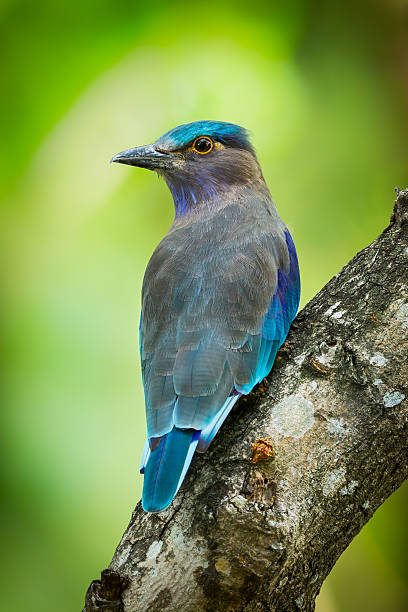 istock Portrait of Indian roller 506794117