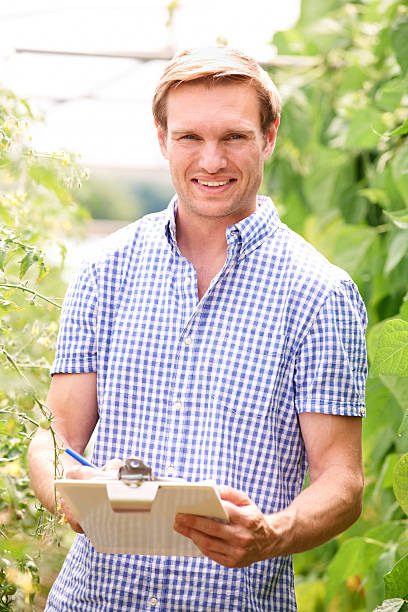 istock Farmer In Greenhouse Checking Tomato Plants 506794319