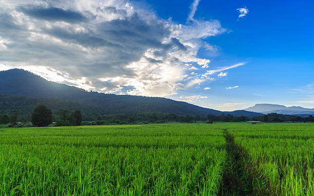 istock Green Rice Field with Mountains Background under Blue Sky 506794585