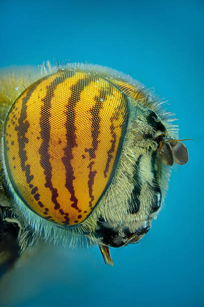 istock head of a fly tiger 506795172