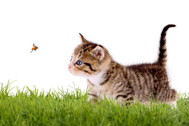 istock Young cat with ladybug on a green field 506795281