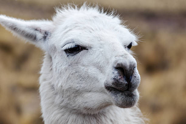 istock portrait of a white lama 506795312