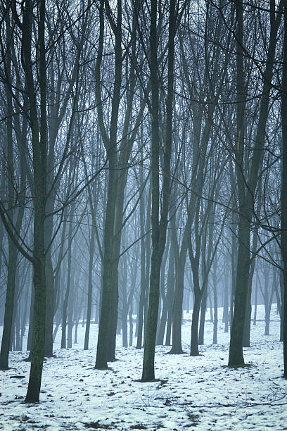 istock winter night in the park. 506796241