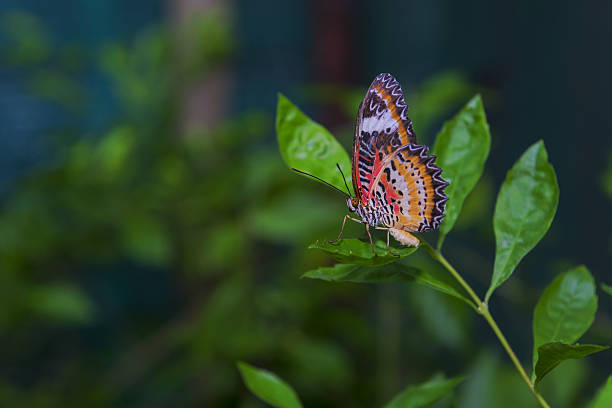 istock butterfly fly in morning nature 506796373