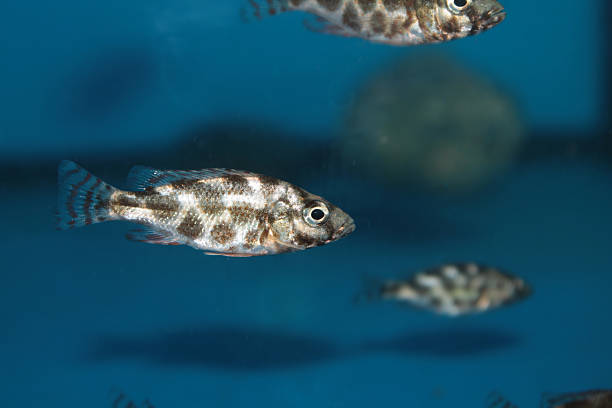 Livingston's Cichlid (Nimbochromis livingstonii) aquarium fish Livingston's Cichlid (Nimbochromis livingstonii) aquarium fish nimbochromis venustus stock pictures, royalty-free photos & images