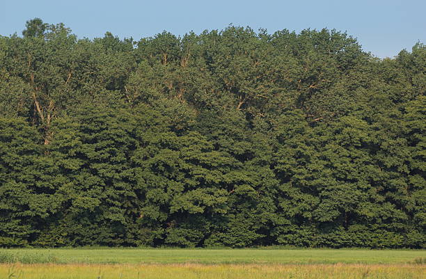 istock Edge Of A Wood 506796805