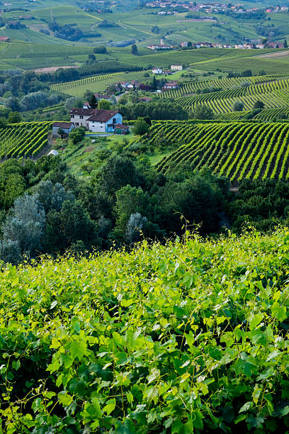 виноградники с langhe, италия - filari стоковые фото и изображения