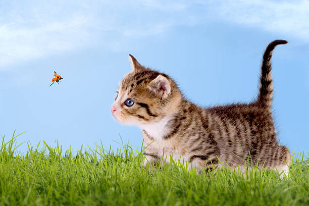 istock Young cat with ladybug on a green field 506797241