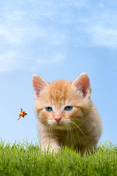 istock Young cat with ladybug on a green field 506797247