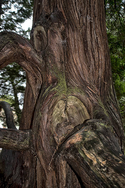 istock Part of an old tree with broken branch 506797490
