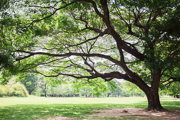istock big trees, green grass lawn 506797765