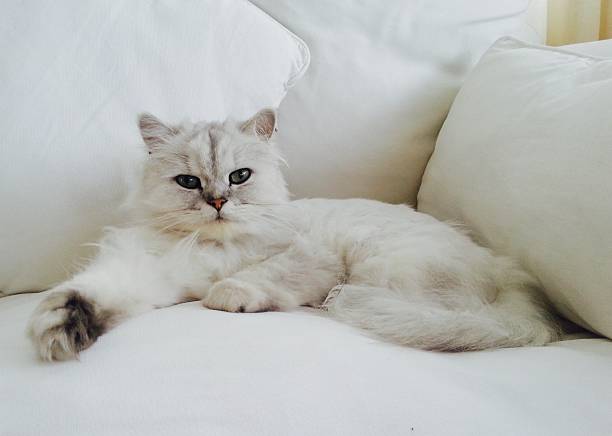 istock White Chinchilla Cat on White Couch 506798052