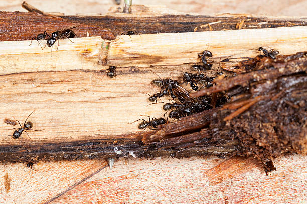 Carpenter Ants de trabajo en zonas de Decayed, pudrirse madera - foto de stock