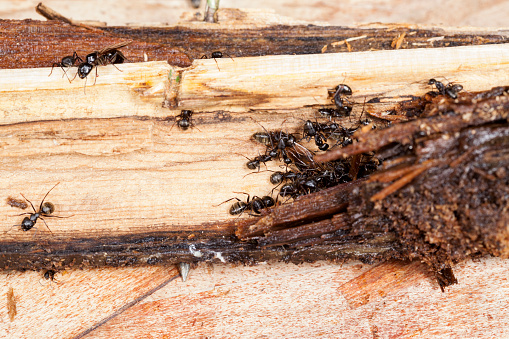 The carpenter ants are working on a piece of wood  which is rotting or decayed.