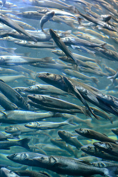 istock School of Silver Gray Fish 506798348