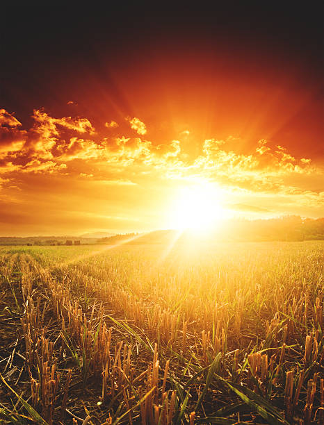 istock gold wheat field landscape with haybales 506798451