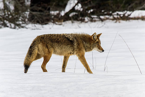 istock Coyote Hunting in the Snow 506798454