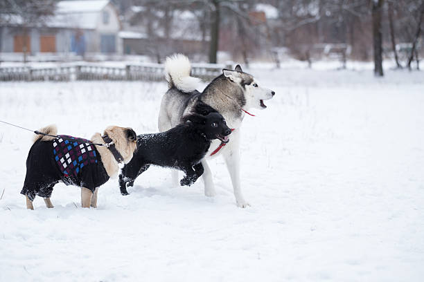 istock Dogs are playing in the winter. 506798782
