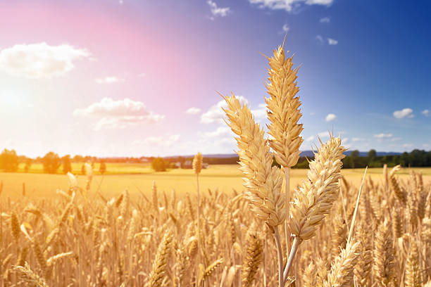 istock golden wheat field 506798838