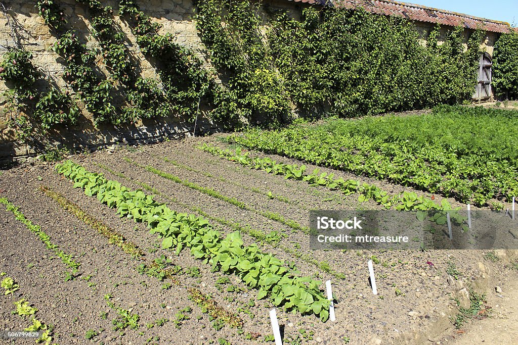 Walled kitchen-garden growing vegetables, lettuces, radishes, carrots, cordon apple trees Photo showing a patch of vigorous lettuces, radishes, carrots and celeriac, growing in an allotment / walled kitchen garden.  These lettuce plants include several different varieties and colours.  The plants have all be planted in neat rows, which makes it easier to keep an eye on how well the seeds germinate, as well as making it easy to identify garden weeds / weeding. Agriculture Stock Photo