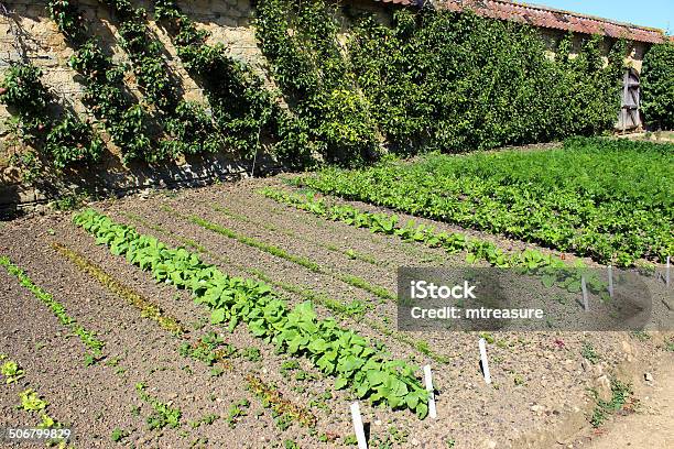 Walled Kitchengarden Growing Vegetables Lettuces Radishes Carrots Cordon Apple Trees Stock Photo - Download Image Now