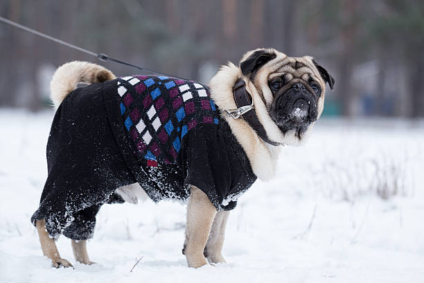 istock Pug walks on leash in winter. 506800174