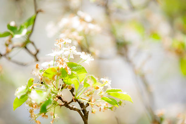 istock Bradford pear tree blooms in spring season. Blue sky. Texas. 506801000