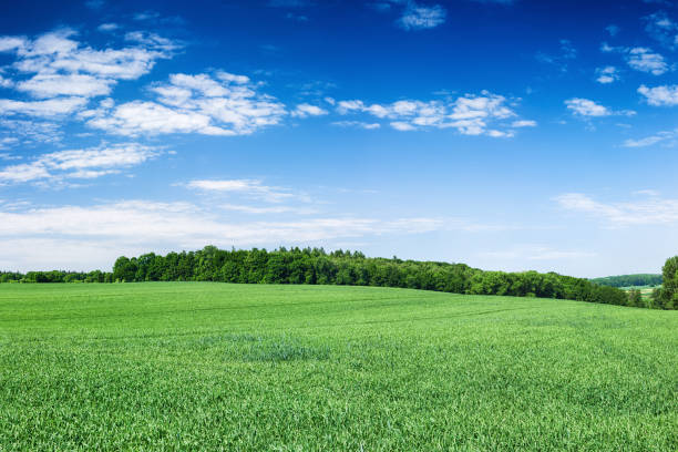 istock Panoramic spring landscape 66MPix XXXXL - green field, blue sky 506801102