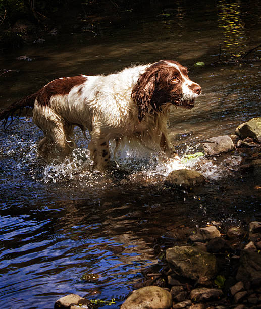 istock Brown and white Springer Spaniel getting out of water 506813166