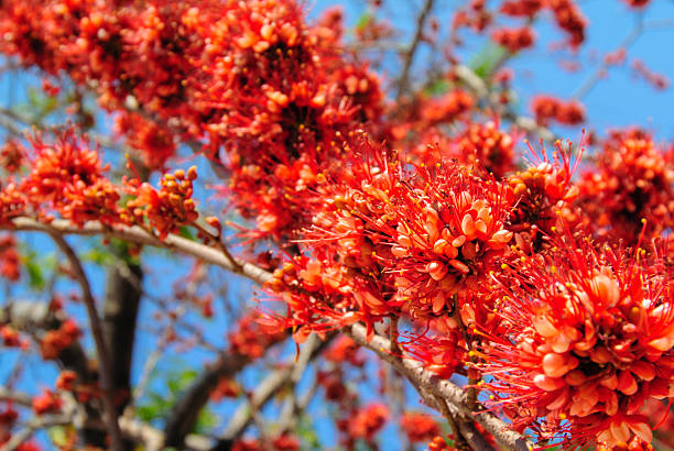 istock Fire of Pakistan flower blossom 506813178
