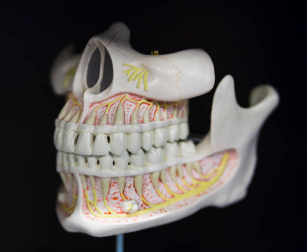istock jaw anatomy of the skull based layout 506815240