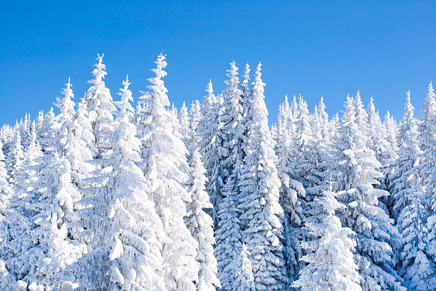 istock Vibrant winter vacation background with pine trees covered by heavy 506816410