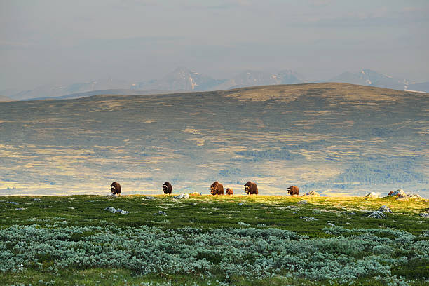 troupeau de boeufs musqués dovrefjell dans le parc - boeuf musqué photos et images de collection